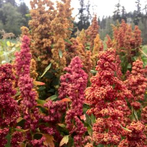 quinoa plants