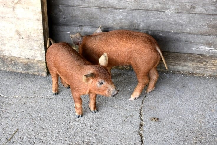 red wattle pig in shed