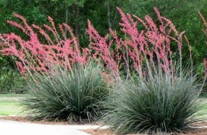 red yucca plant