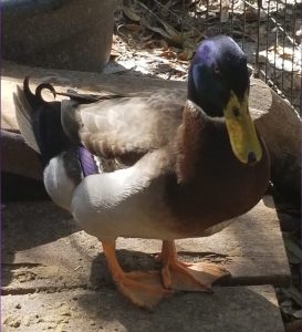 Male rouen duck