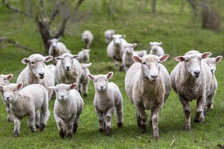 sheep vs lamb