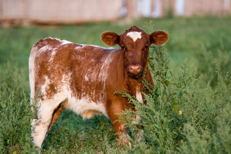 shorthhorn calf