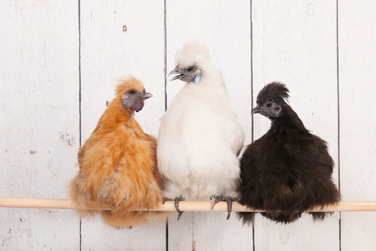 silkies chickens