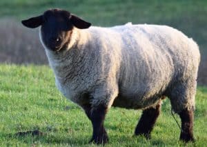 suffolk sheep appearance