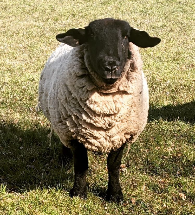 Suffolk sheep
