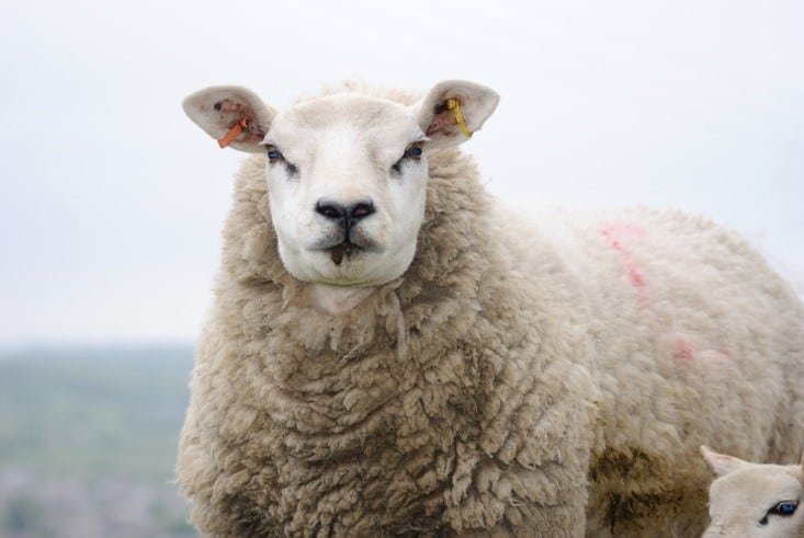 texel sheep portrait shot