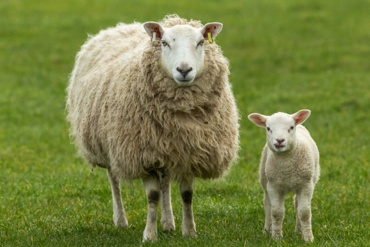 Texel ewe with lamb