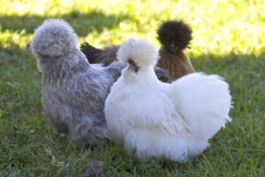blue silkie chicken with other silkies