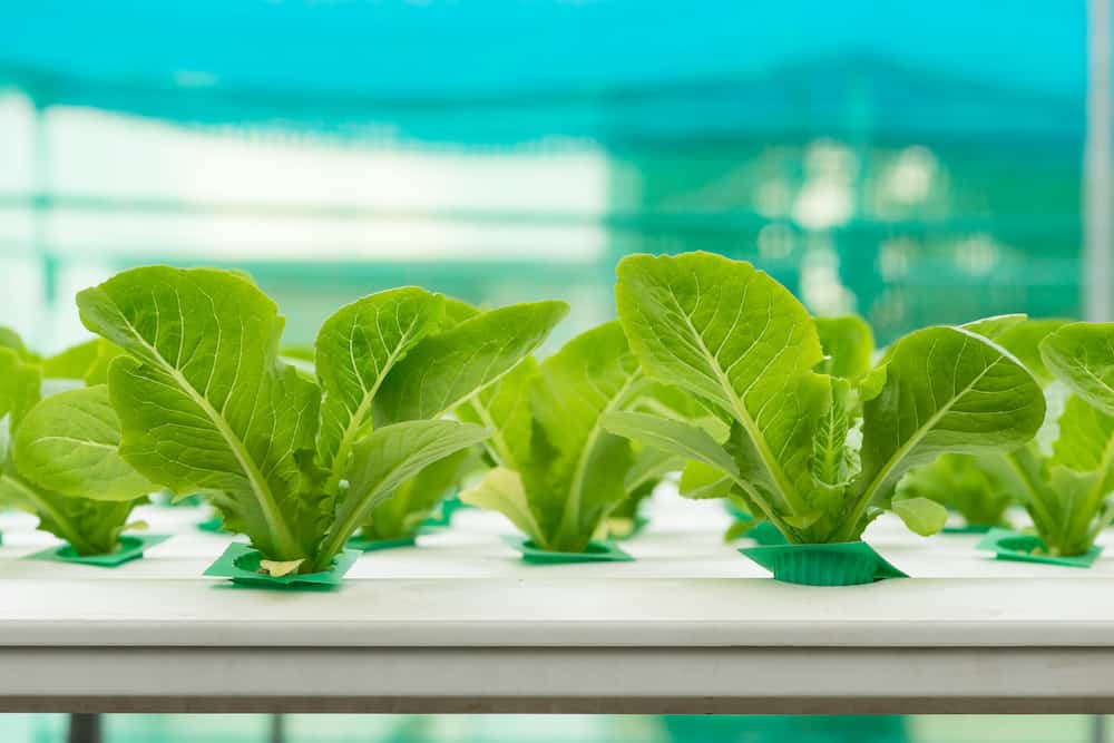 what are the 6 types of hydroponics