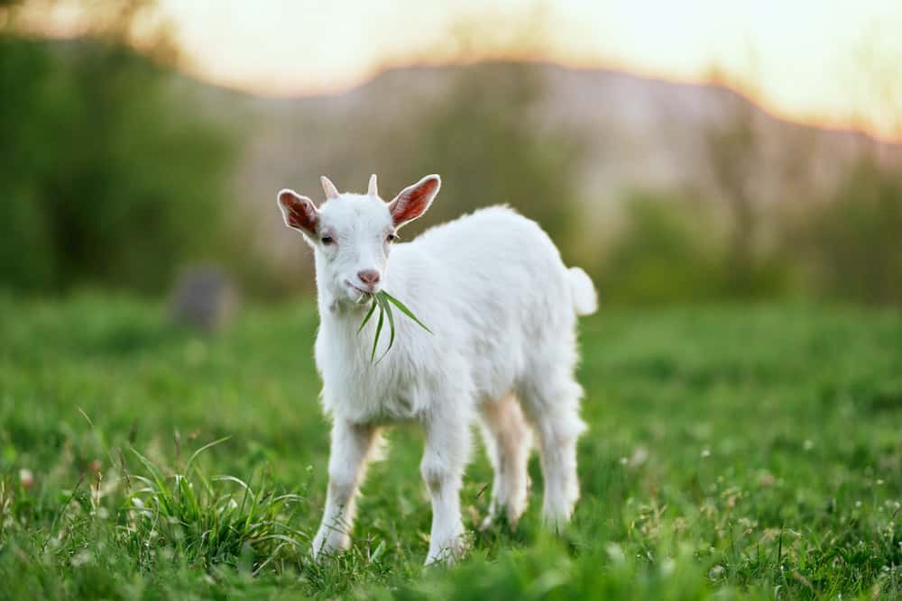 What Do Goats Eat? How to Feed Your Goats - Rural Living Today