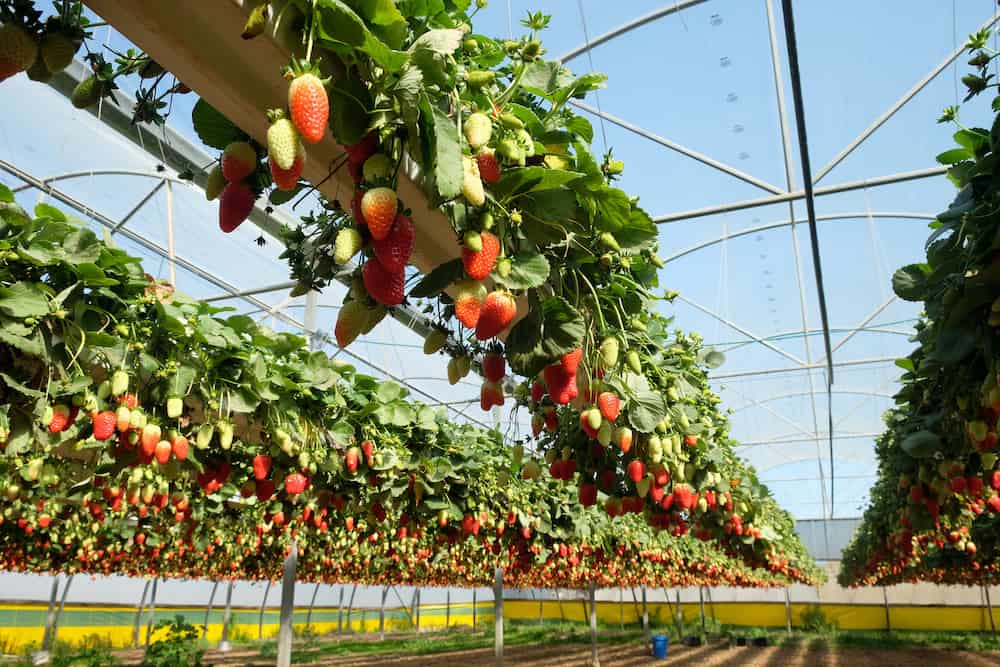 what fruits can be grown hydroponically