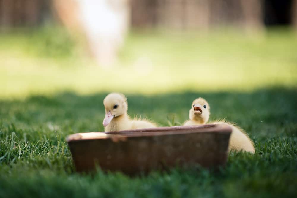 what to feed ducklings