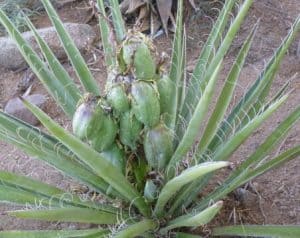 yucca plant fruit 