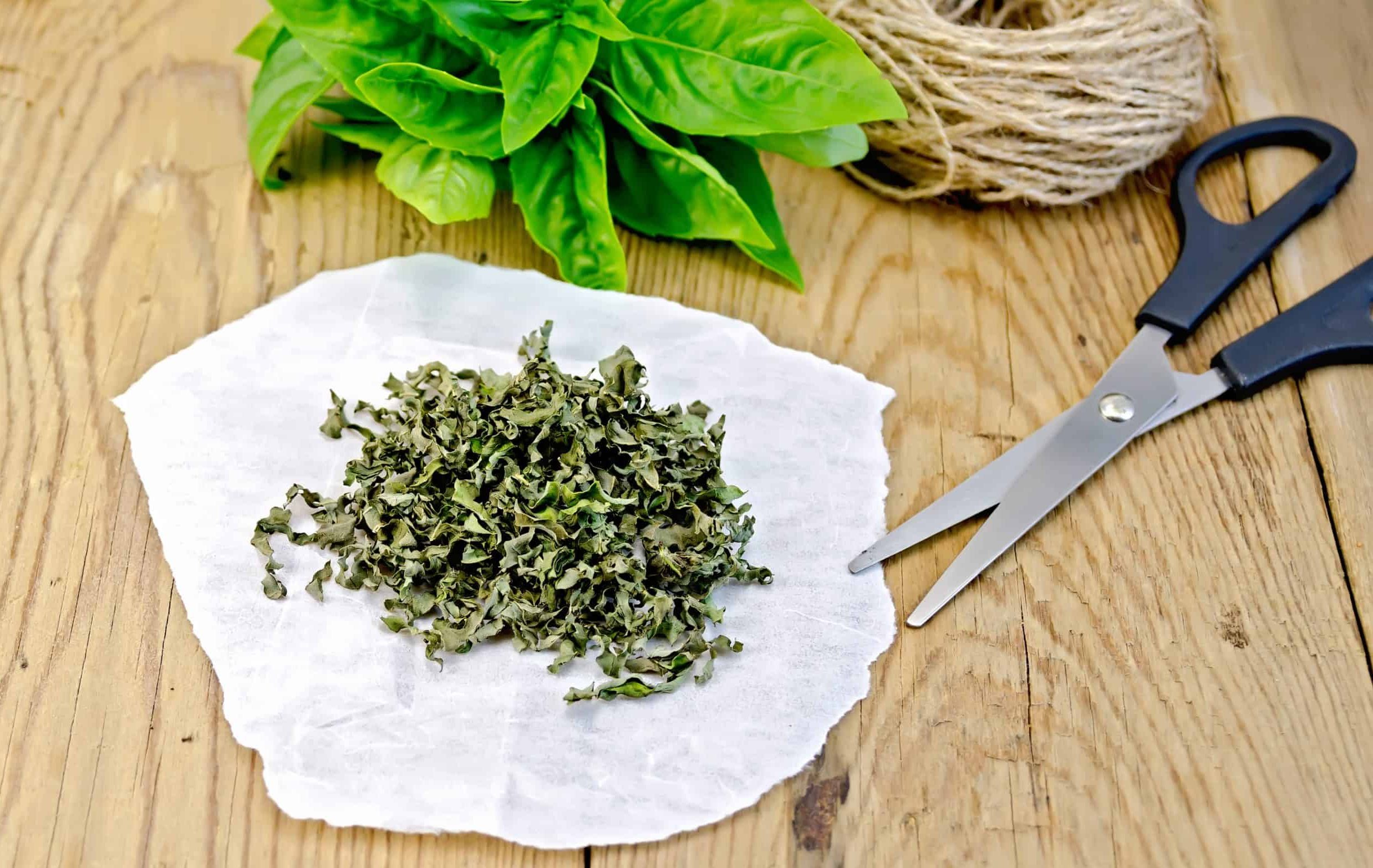 How to dry basil