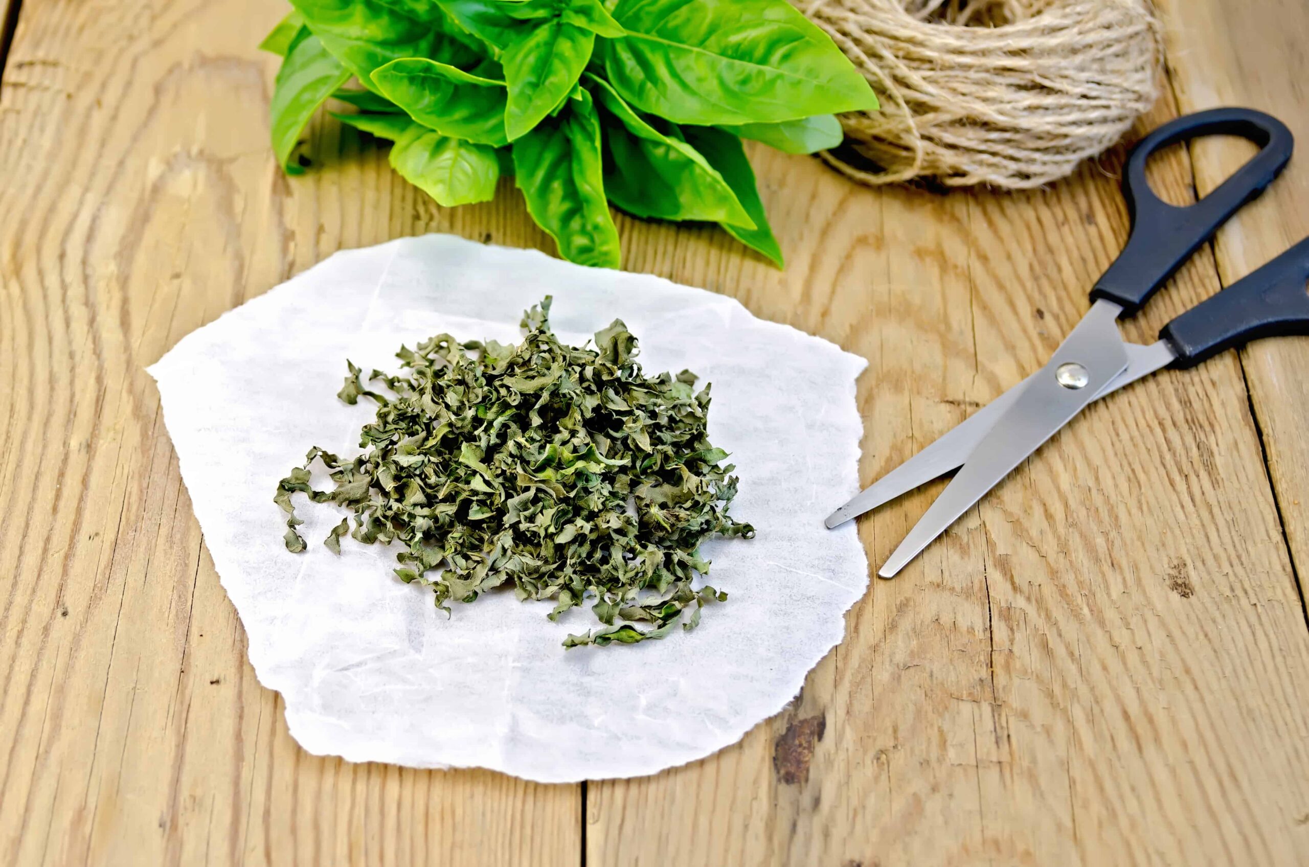 How to dry basil