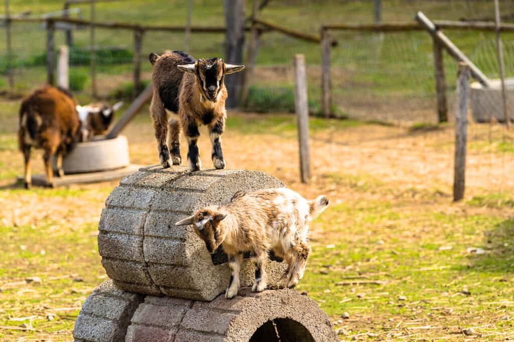 goats on concrete structure