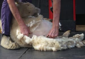shearing sheep