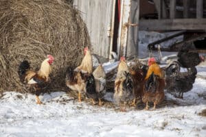 how much cold can chickens tolerate