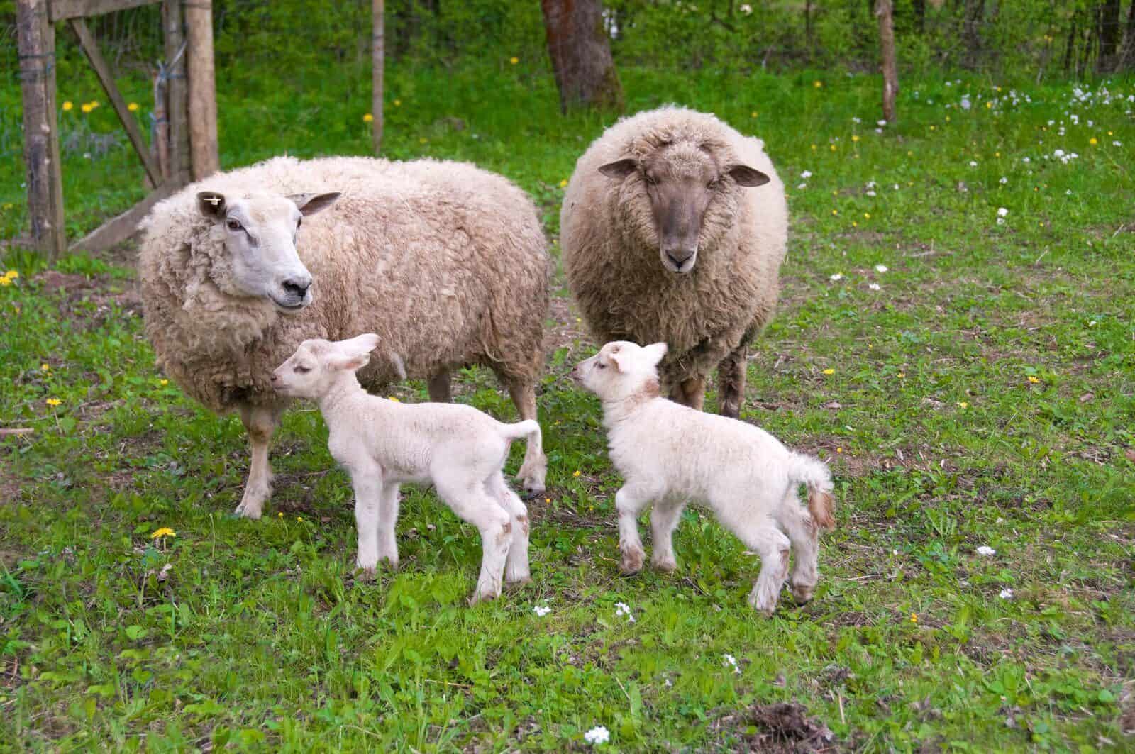 20-honest-difference-between-lamb-and-sheep-with-table-core-differences