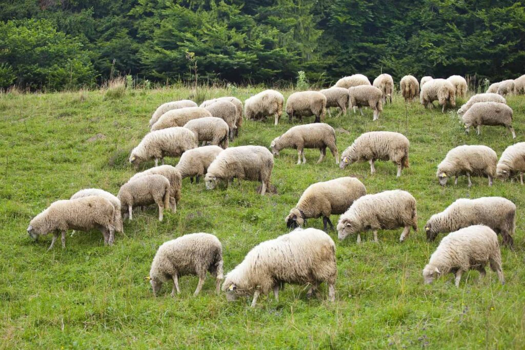 how-many-sheep-per-acre-for-a-healthy-flock