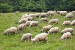 sheep per acre