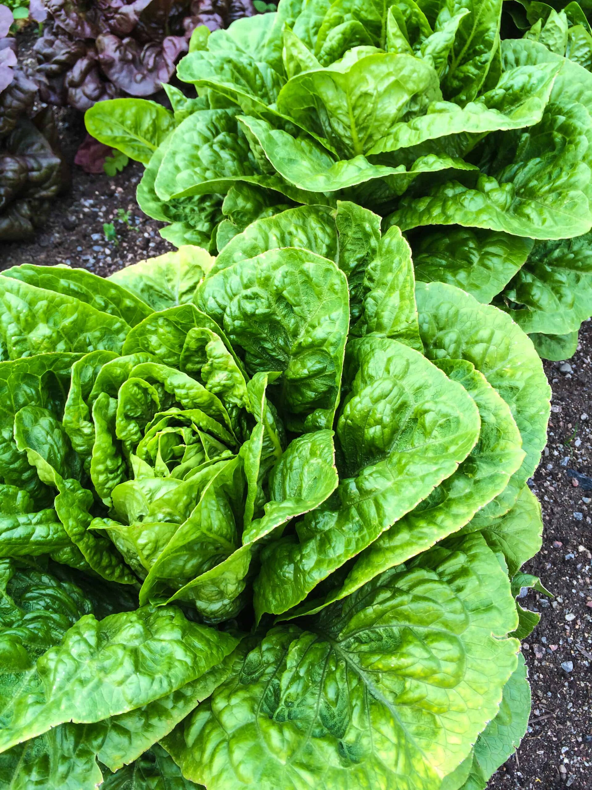 how to grow lettuce