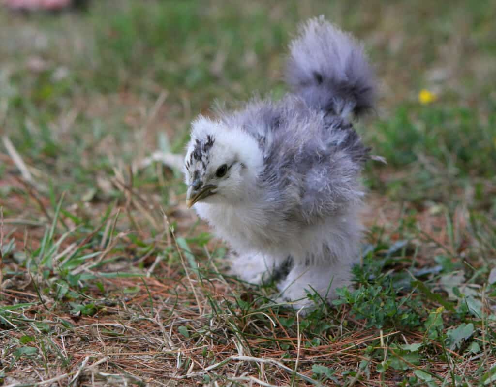 blue silkie chick