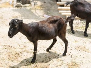 disbudding goats