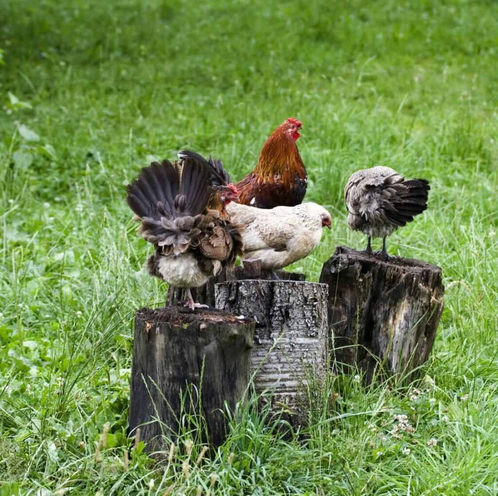 How Long Do Chickens Live Naturally What Affects a Chicken's Lifespan