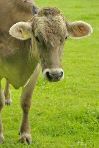 is clover bad for cows