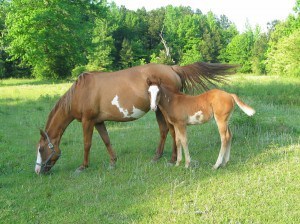 paint mare and foal