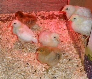 brooder in the barn