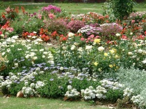 garden flowers