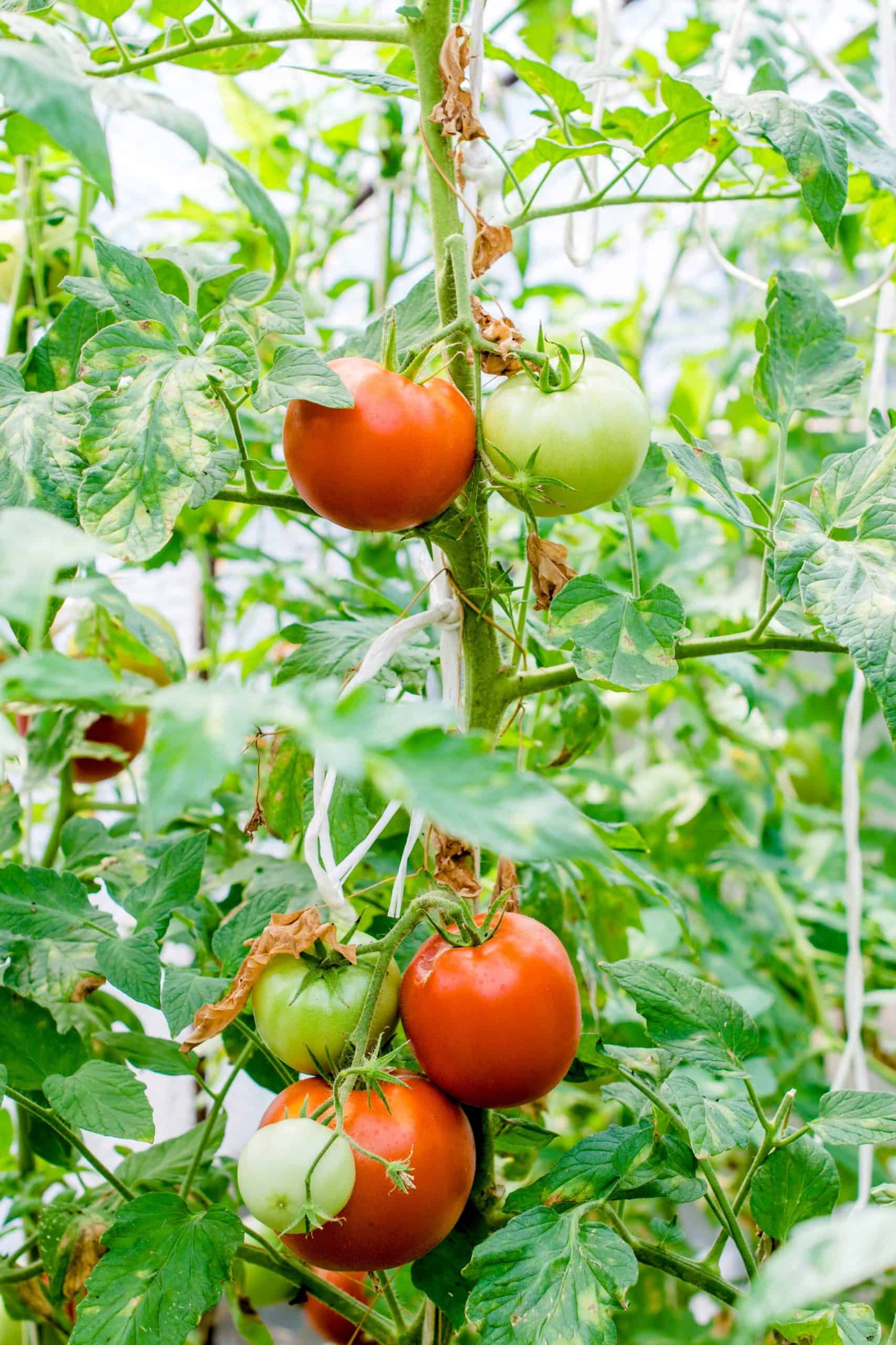 can-chickens-eat-tomatoes-what-to-know-about-tomatoes