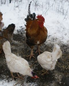 Rooster and hens