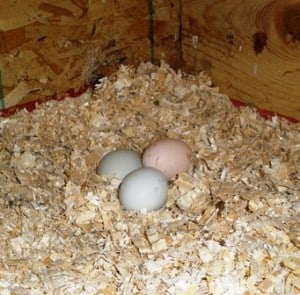 Blue Chicken eggs