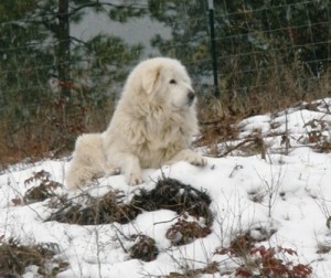 Livestock Guardian Dog Augie watching