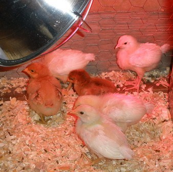 Baby chicks - brooding chicks