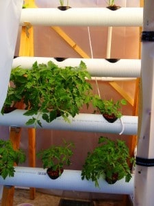 hydrocultuur tomatenplanten