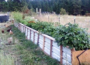 raised bed waist high