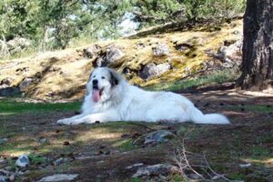 Guardian Dog Great Pyrenees