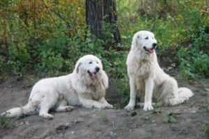 Guard Dog Maremma Sheepdogs