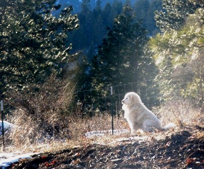 Livestock Guardian Dog