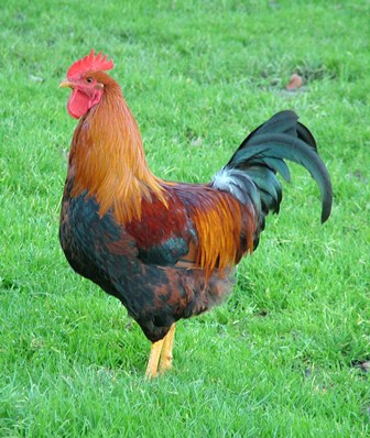 Colorful Rooster