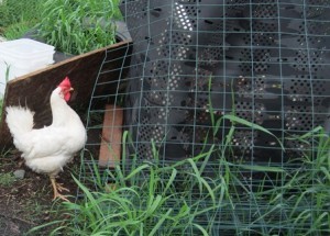 raising chickens