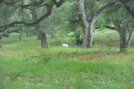 green field with goat