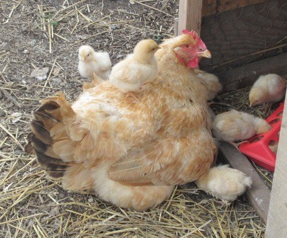 Backyard Chicken Adoption Guide