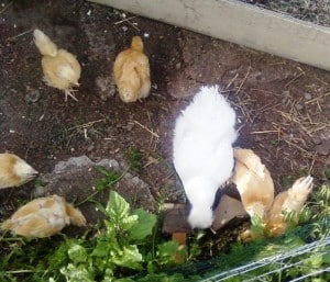Hen adopts chicks