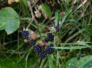 Forage for edibles berries