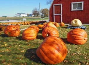 Selling pumpkins